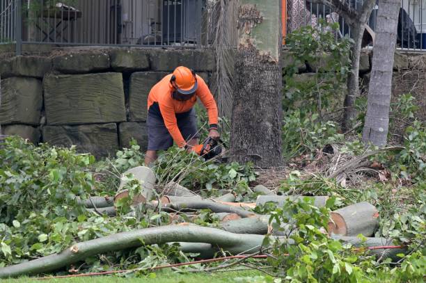 Best Tree Removal  in USA